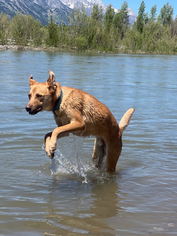 Dog plays in river near Wilson, Wyoming mountains