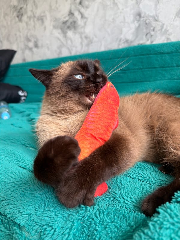 Siamese cat plays and naps on a teal blanket in Tujmazy