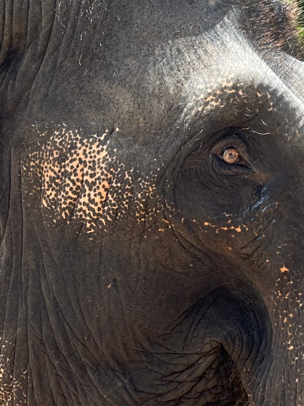 Elephant close-up photographed in Hiriwadunna, Sri Lanka