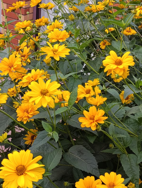 Wet flowers and fresh fruit in an Artyom garden after rain