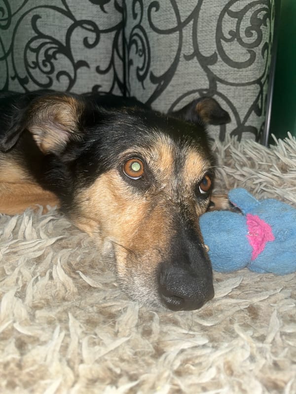 Dogs and a cat share naps and cuddles at a Russian home