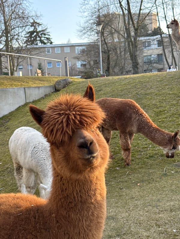 Alpacas and Chihuahuas documented across multiple Berlin locations