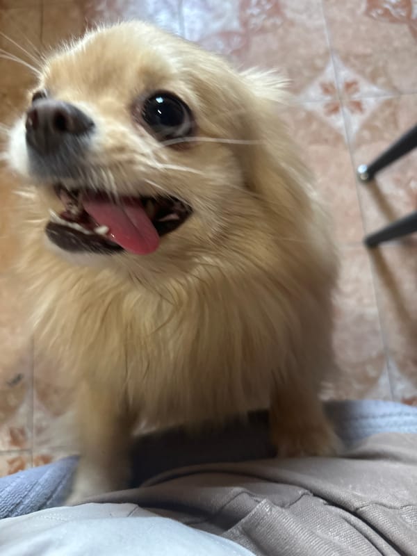 Fluffy dog lounges and gets pets on a tiled floor