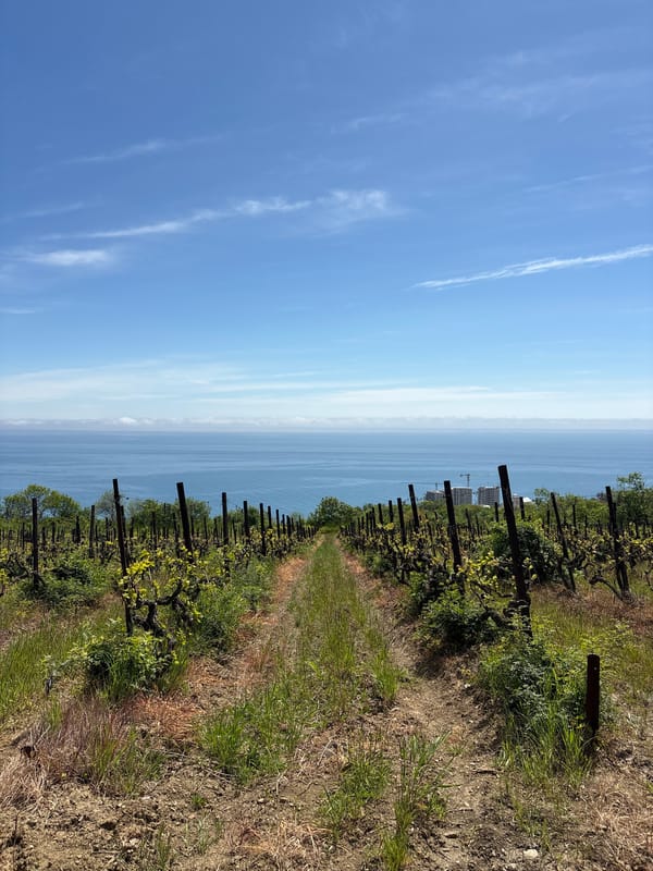 Coastal vineyard scenes documented in Chaika, Ukraine