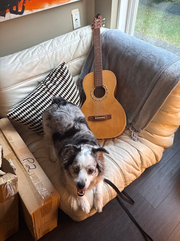 Dog shares couch with guitar in North Vancouver home
