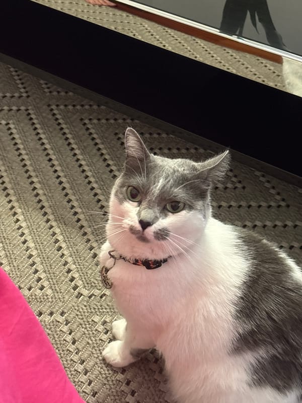 Cat rests on rug in Miraflores home