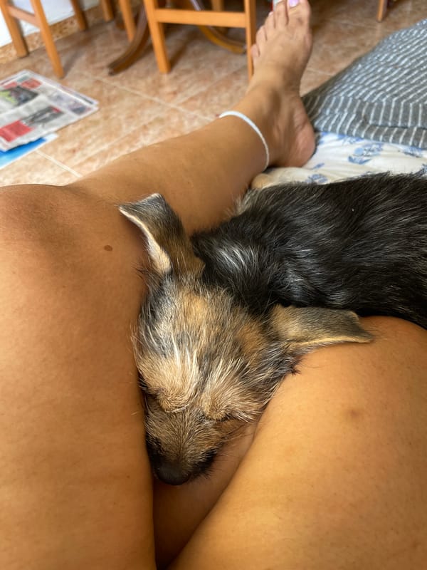 Lazy morning at home with pets, dancing, and couch energy