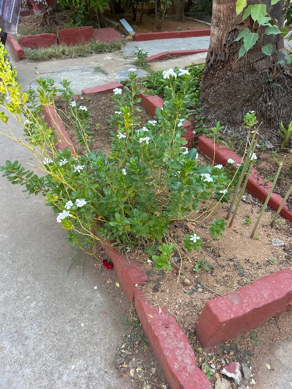 Traditional breakfast and rangoli art captured in Puttaparthi gardens