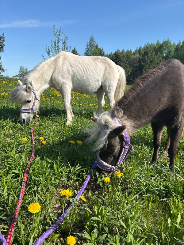 Morning pastoral scenes with horses documented in rural Russia