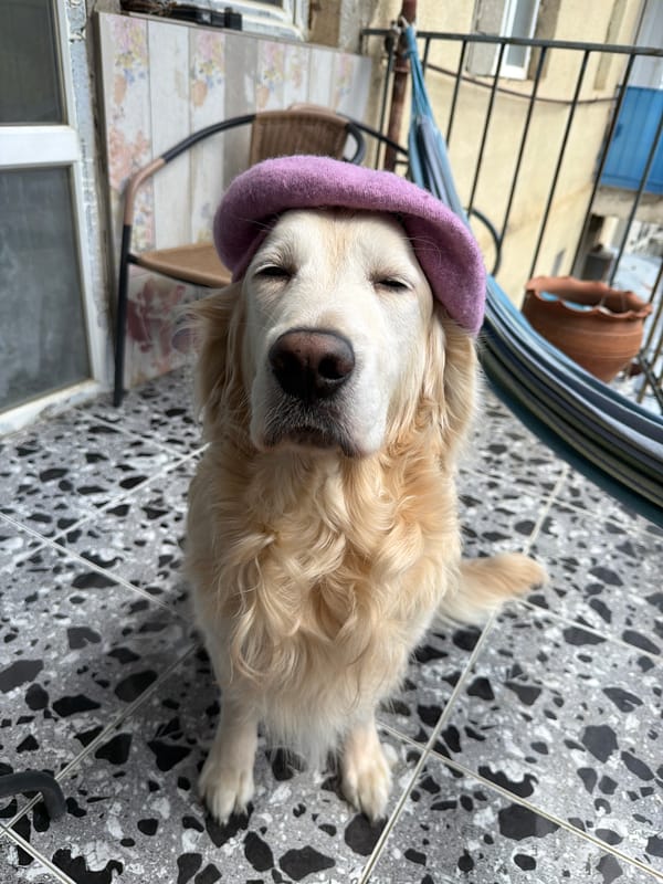 Golden retriever spotted around Tbilisi wearing purple beret