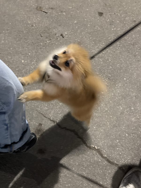 Dog and Young Men Gather on Concrete in Topoli