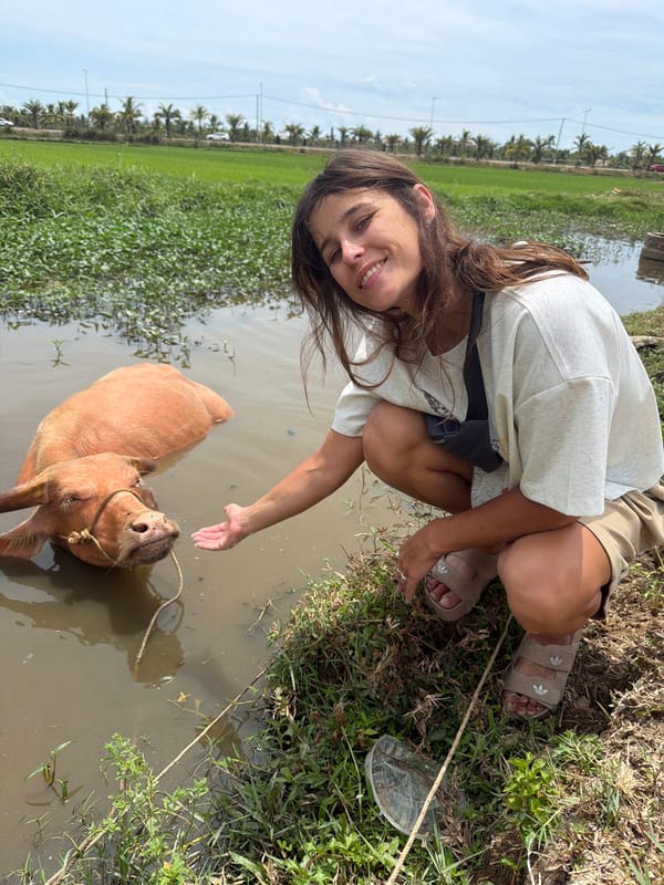 Rare albino water buffalo cools off in Hoi An rice paddy
