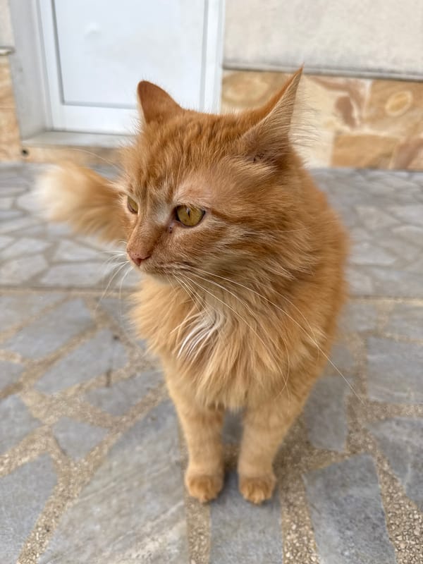 Orange tabby cat spotted on stone tiles in Bulgaria