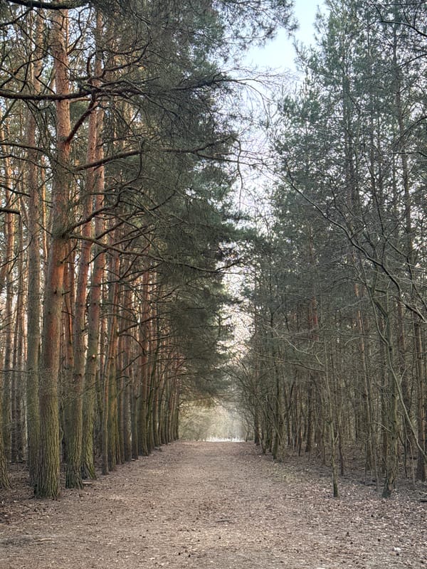 Spring forest scenes documented in Łódź wooded area