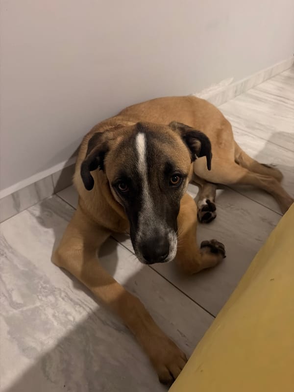 Early morning reading session with dog in Mexican home