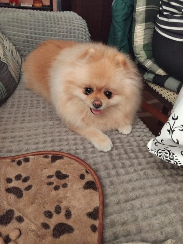 Pomeranian dog napping and lounging in Apriltsi, Bulgaria
