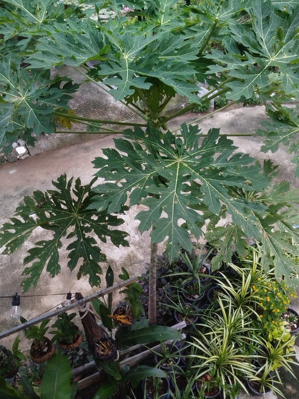 Papaya tree and tropical garden details in Karon, Thailand