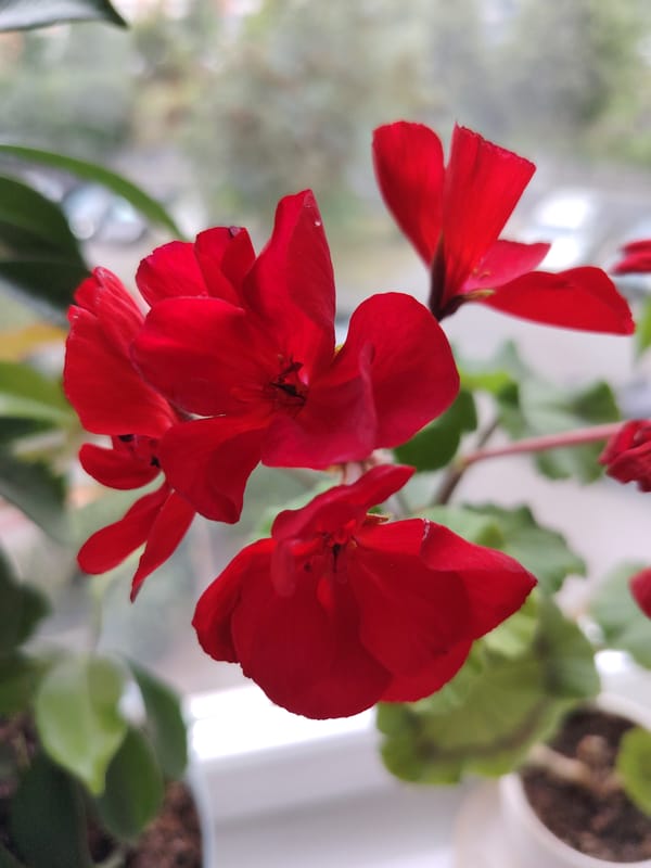 Red geraniums blooming on a Moscow windowsill