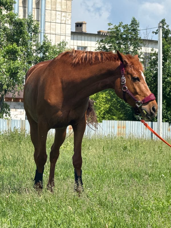 Horse handled in rural field near Ferma, Russia
