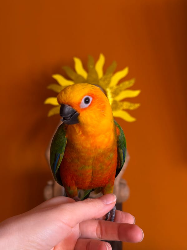Colorful parrot observed on person's hand in Khimki