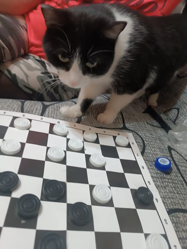 Cat spotted around Chaikovsky during afternoon hours