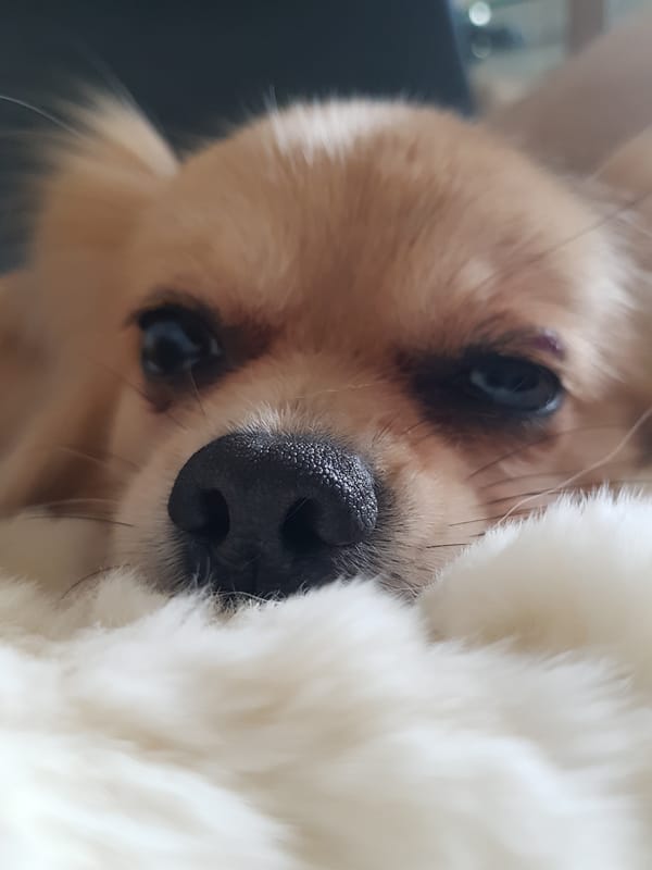 Small dog photographed resting indoors in Saint Petersburg
