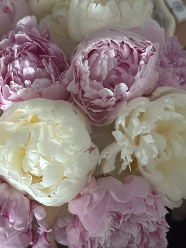 Peony bouquet photographed in Krakow, Poland