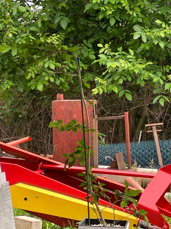 Residential garden and yard documented over 8-minute span