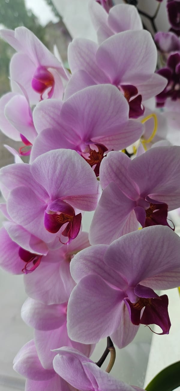 Witness captures blooming orchids and hibiscus flowers in detail