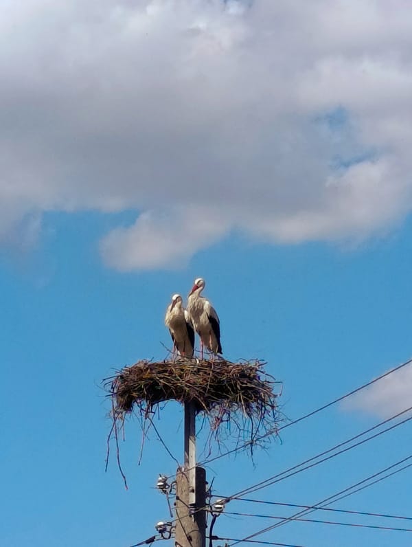 Two storks nest on utility pole in Bulgaria