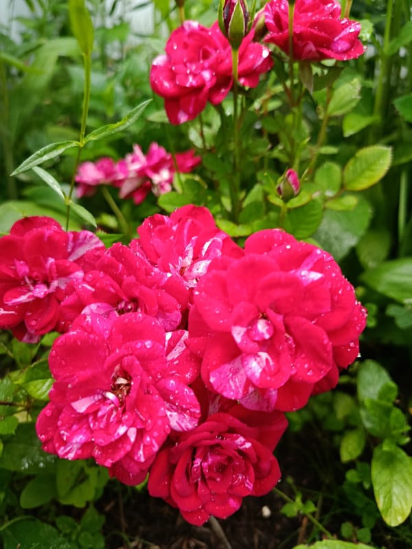 Summer afternoon in Vereya: gardens, streets, and everyday life