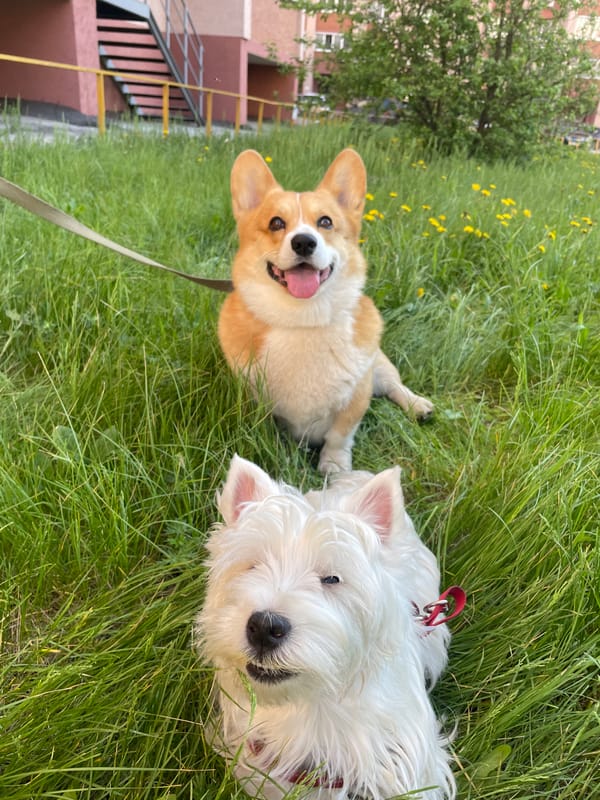 Two dogs enjoy morning walk in dandelion field, Samara