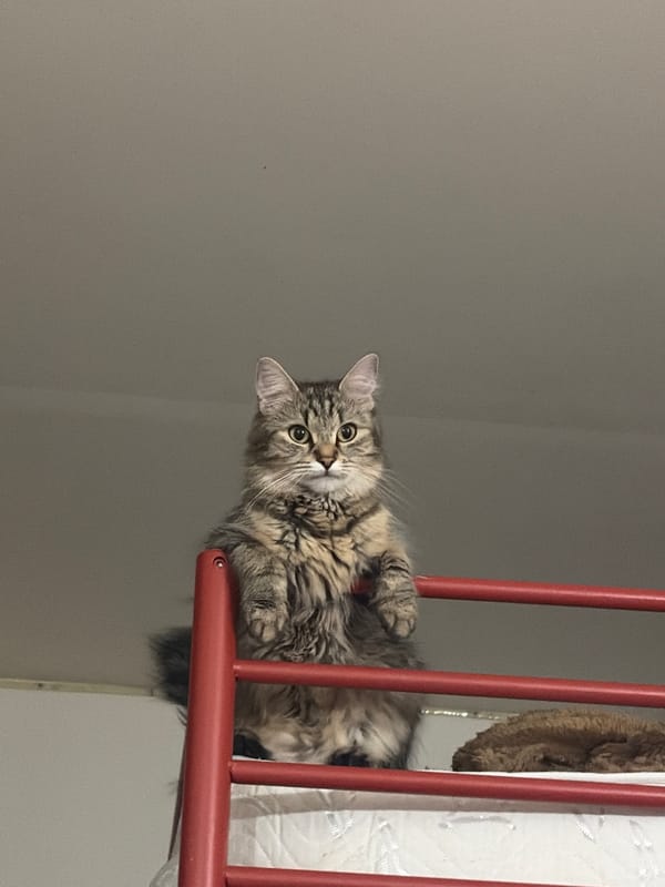 Cats spotted on red barriers in Antwerp Sunday morning