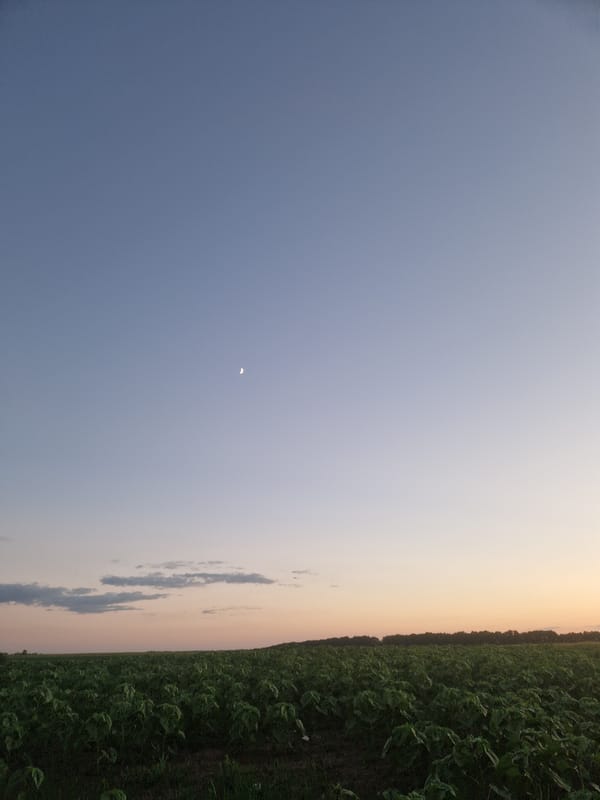 Hilltop evening hang in rural Ukraine, sunflowers and dusk views