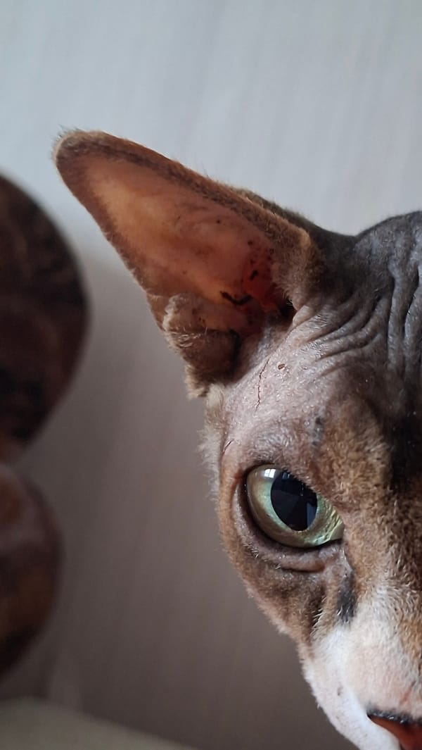 Cats including clothed Sphynx photographed in Belarus home