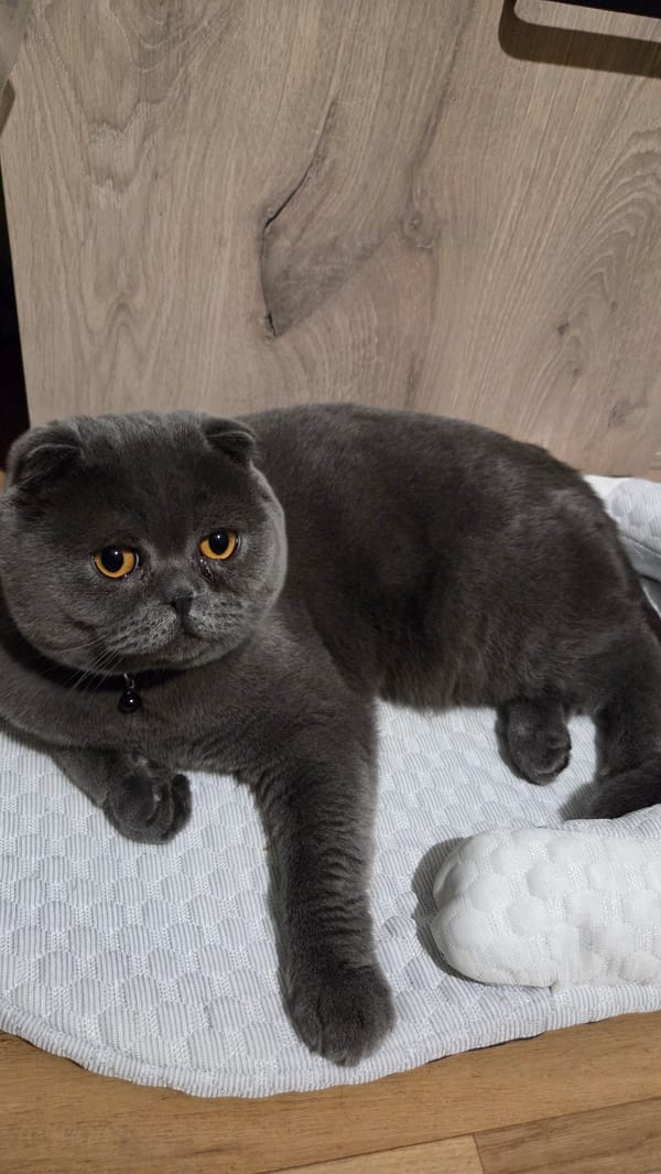 Scottish Fold cat at rest on a white mat in Burgas