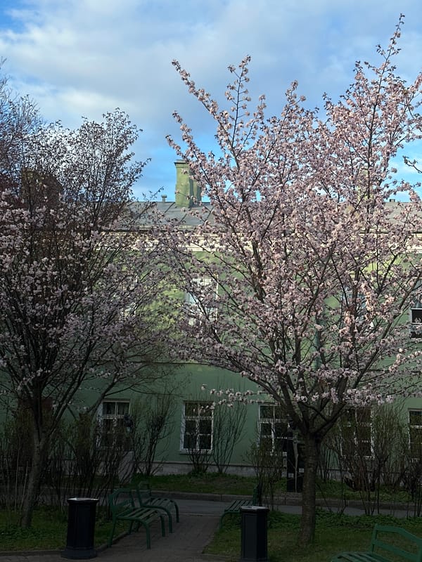 Cherry blossoms bloom in Saint Petersburg park area
