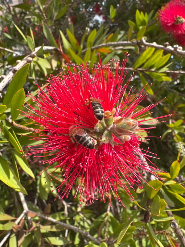 Bees spotted feeding on bottlebrush flower in Podgorica
