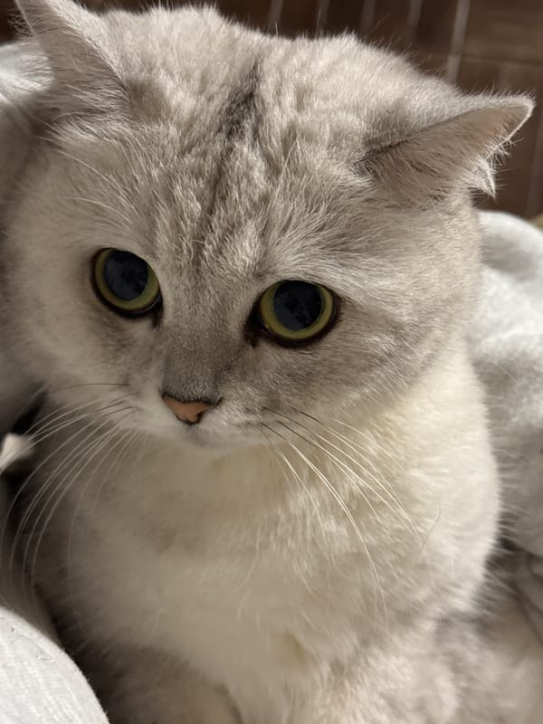 Gray cat photographed in close-up in Ivatsevichy, Belarus