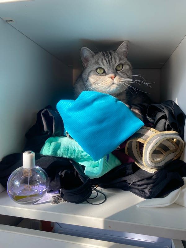 Gray tabby cat peeks out from a shelf full of folded clothes