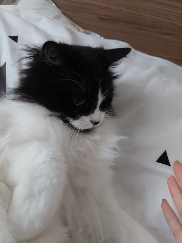 Cat lounges on patterned bedding in Plovdiv home