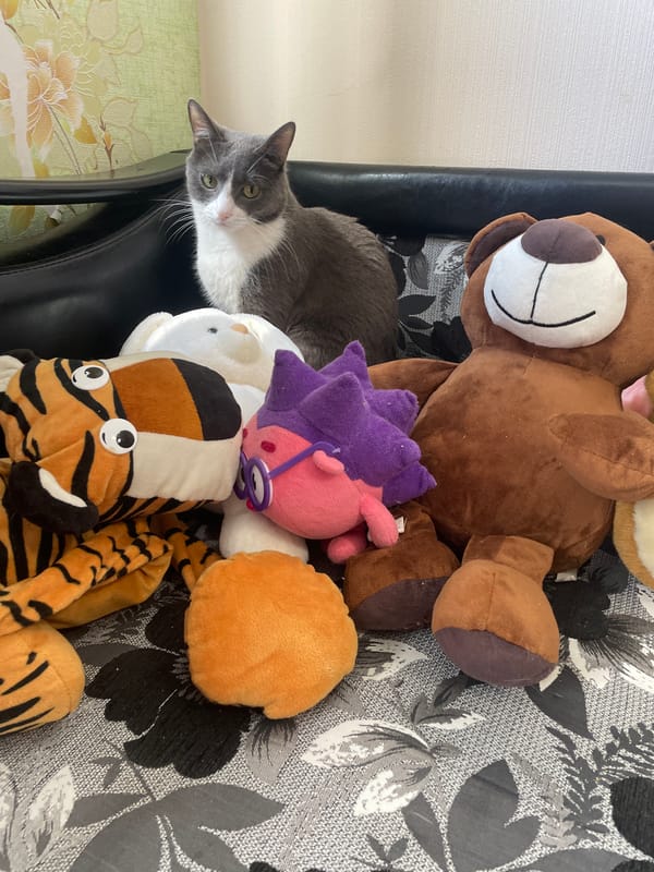 Domestic cat photographed at home with toys in Podstepki