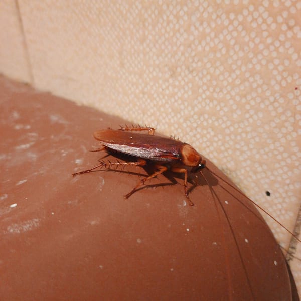 Cockroach photographed on pipe surface in Tinaquillo, Venezuela