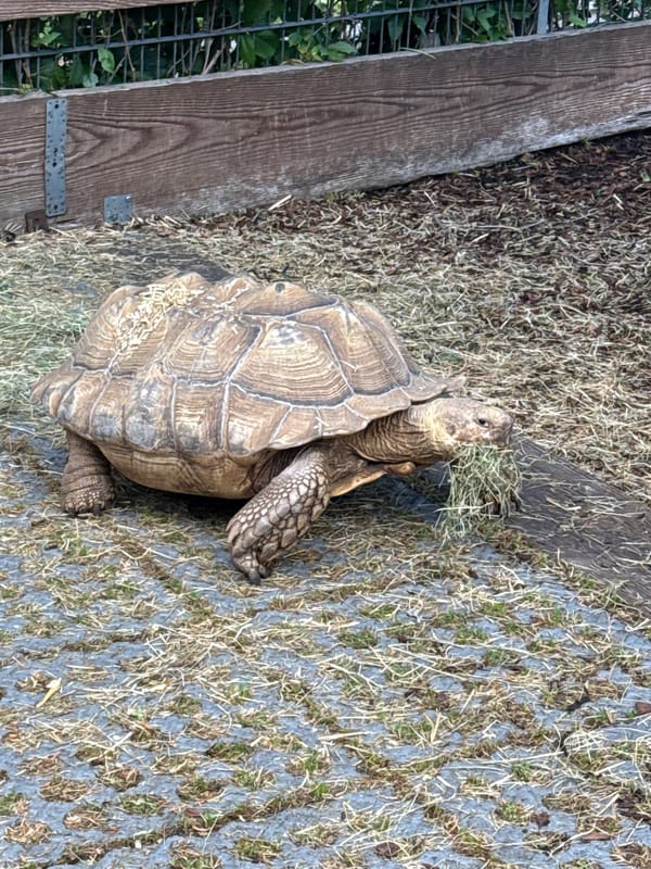Zoo Animals Observed During Afternoon Visit in Weinstadt Germany