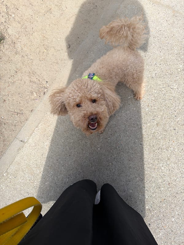 Poodle encounter and spring scenes observed in Belgrade park