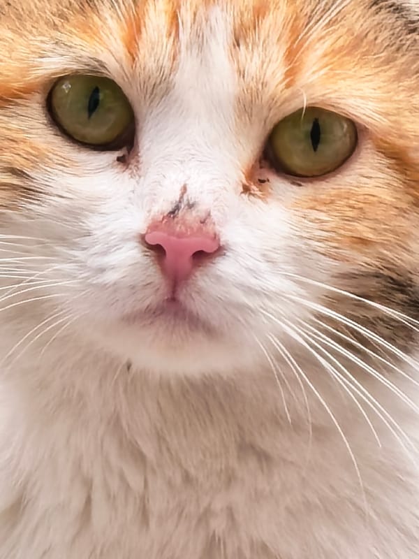 Spring morning captures feature cats, wildlife, and rural scenes