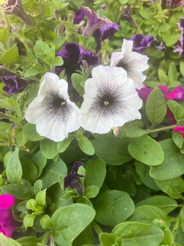 Summer morning in Mahilyow — flowers, foliage, and city greenery