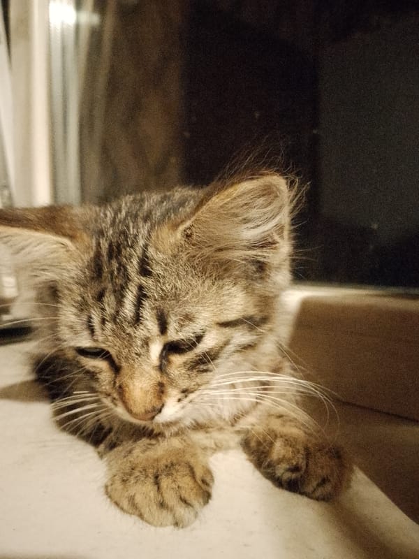 Tabby kitten resting and yawning, captured up close