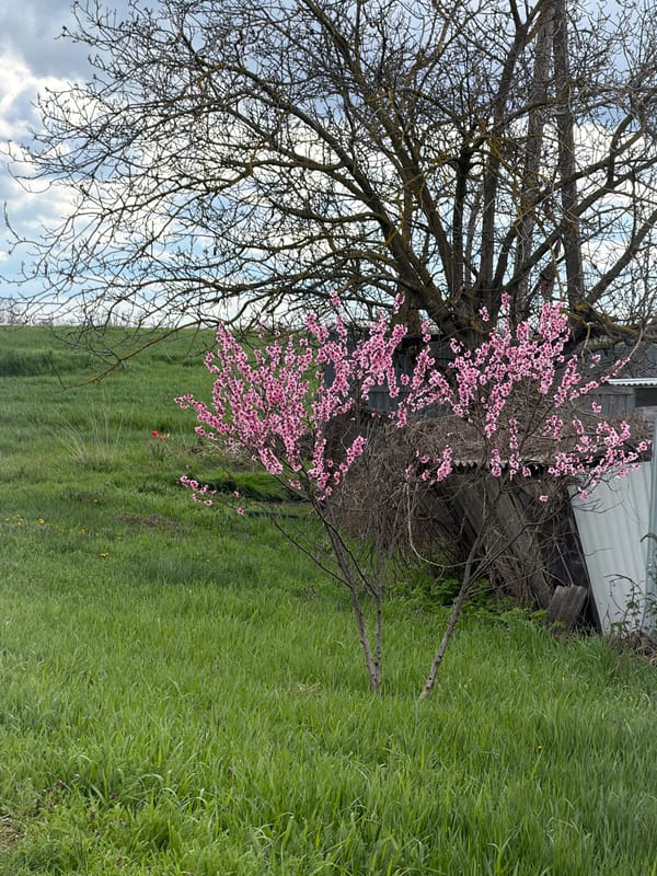 Spring blooms captured in Komsomolskiy landscape scene