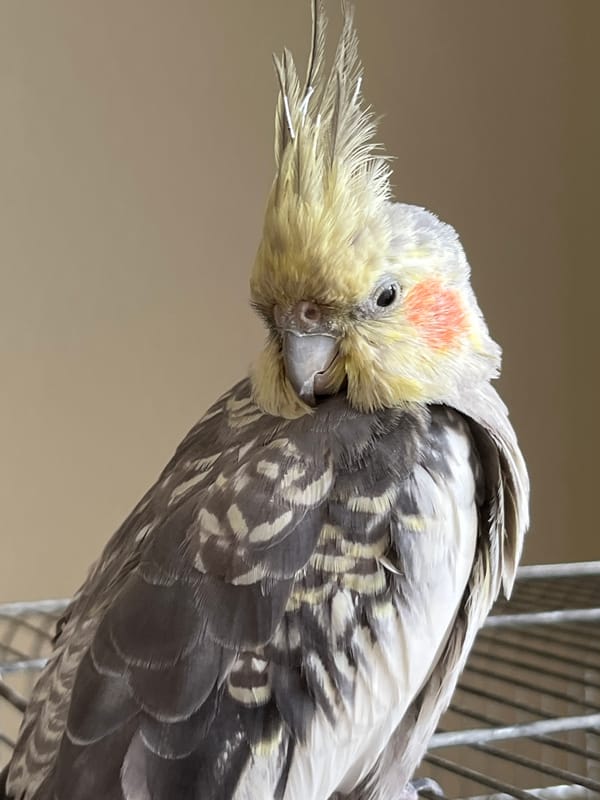 Cockatiel and cat share an indoor space